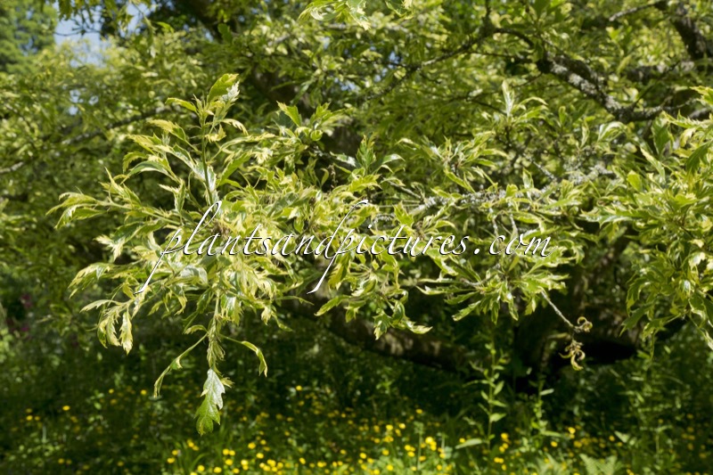 Quercus cerris ‘Argenteovariegata’
