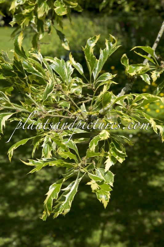 Quercus cerris ‘Argenteovariegata’