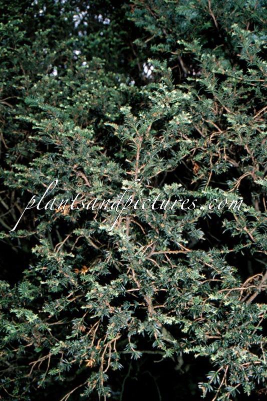 Taxus baccata ‘Ericoides’