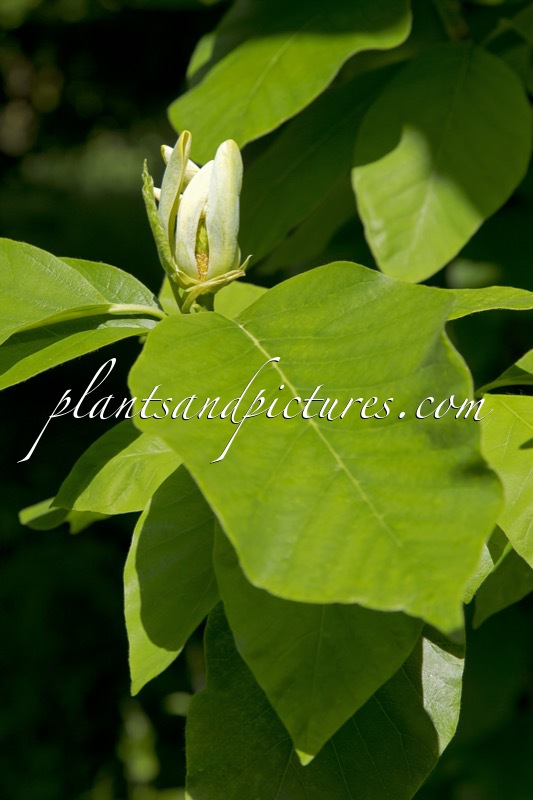 Magnolia acuminata