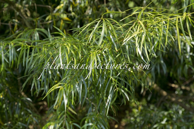 Podocarpus salignus
