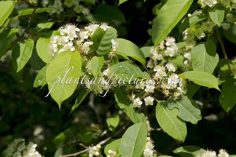 Malus prattii