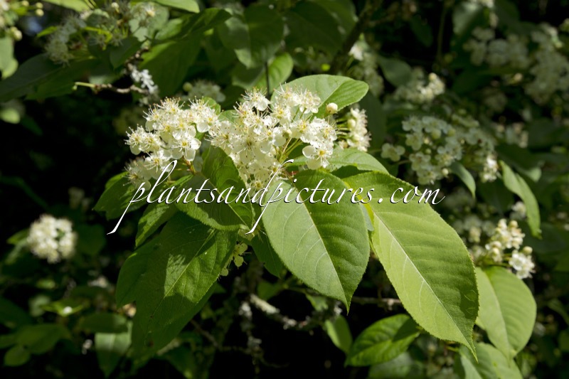 Malus prattii