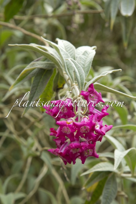 Buddleja colvilei