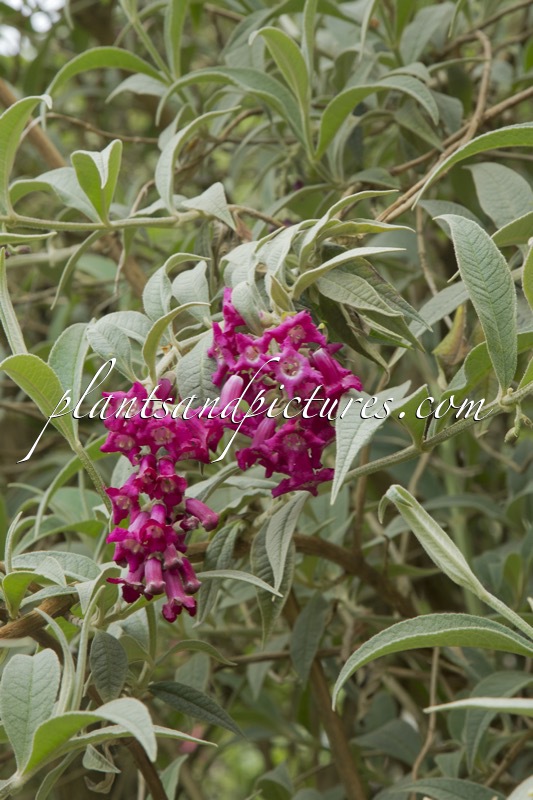 Buddleja colvilei