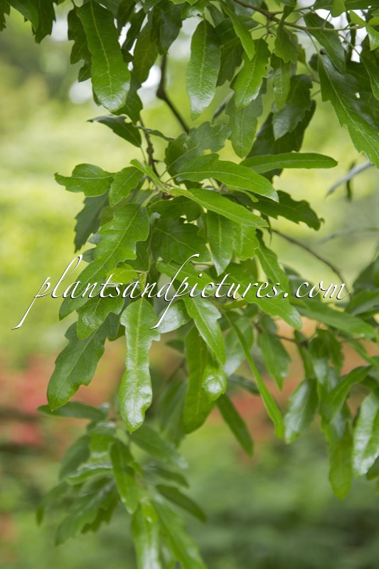 Quercus hispanica ‘Lucombeana’