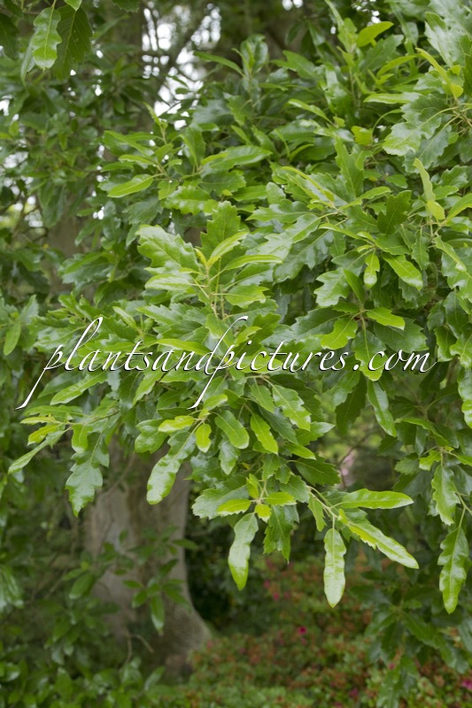 Quercus hispanica ‘Lucombeana’