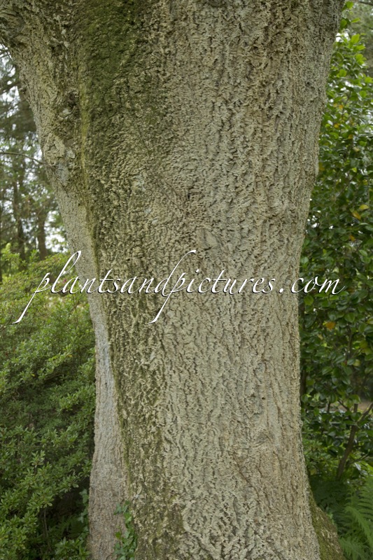 Quercus hispanica ‘Lucombeana’