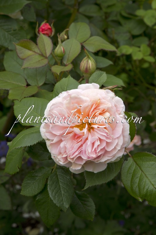 Rosa ‘Ausled’ (A SHROPSHIRE LAD)