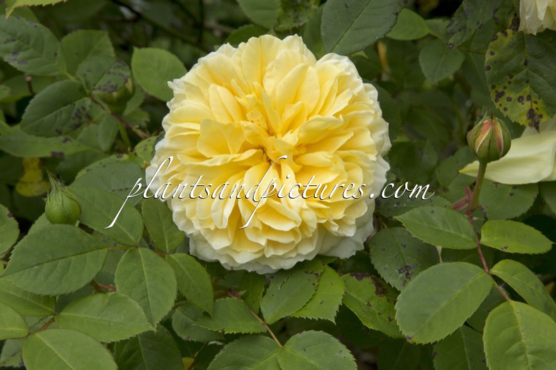 Rosa ‘Ausbaker’ (TEASING GEORGIA)