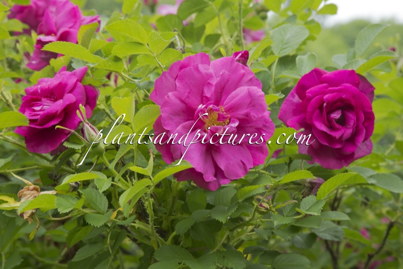 Rosa ‘Aushedge’ (WILD EDRIC)