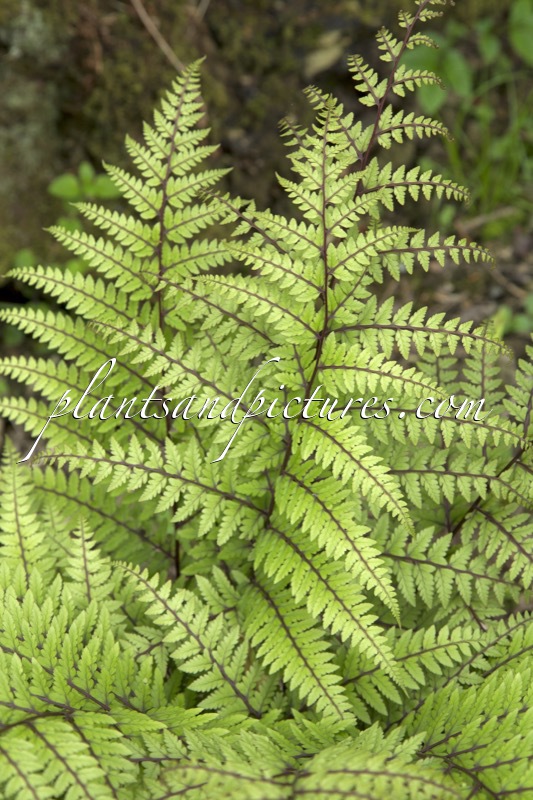 Athyrium otophorum