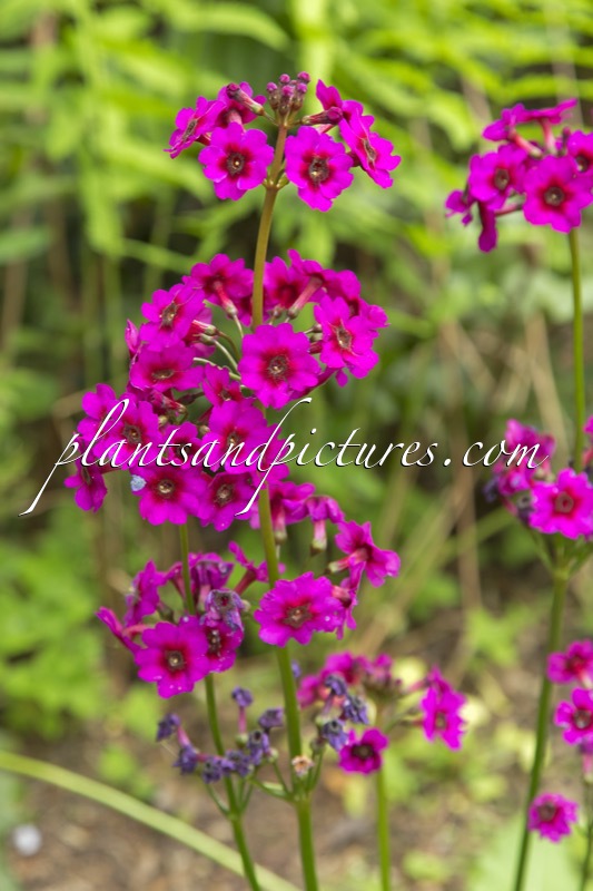 Primula japonica ‘Miller’s Crimson’