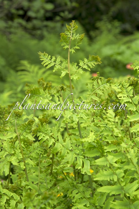 Osmunda regalis ‘Cristata’