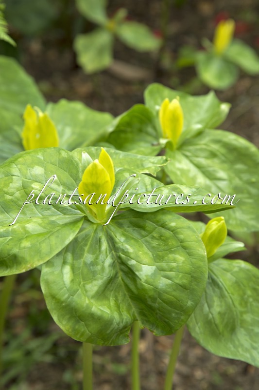 Trillium luteum