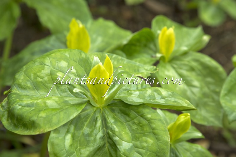 Trillium luteum