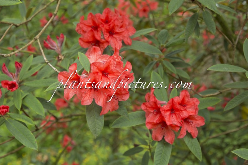 Rhododendron griersonianum