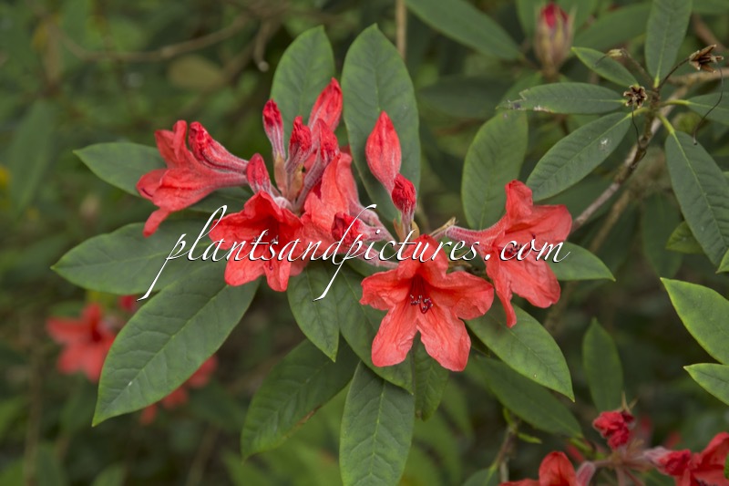 Rhododendron griersonianum