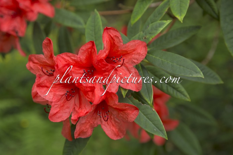 Rhododendron griersonianum