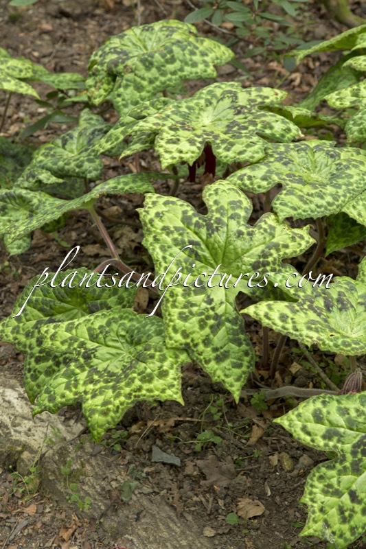 Podophyllum ‘Spotty Dotty’