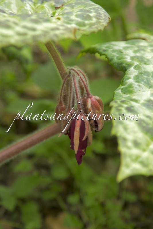 Podophyllum ‘Spotty Dotty’