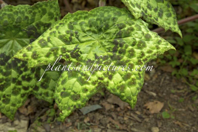 Podophyllum ‘Spotty Dotty’