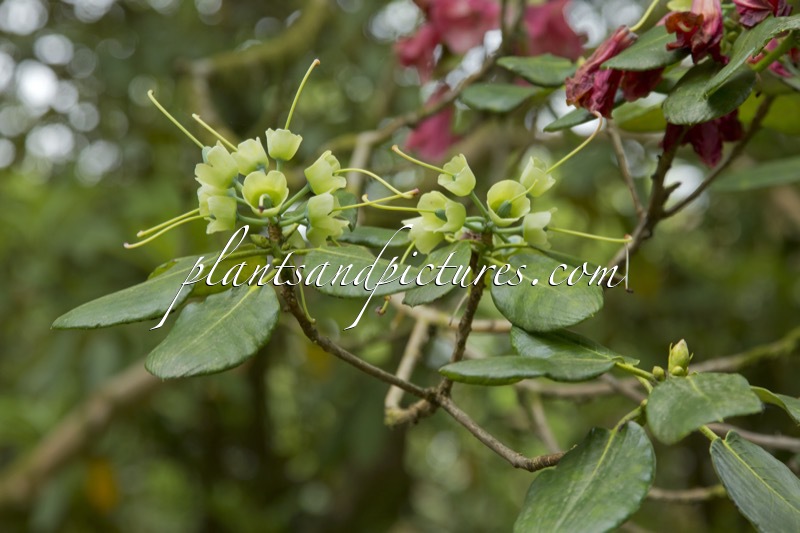 Rhododendron thomsonii