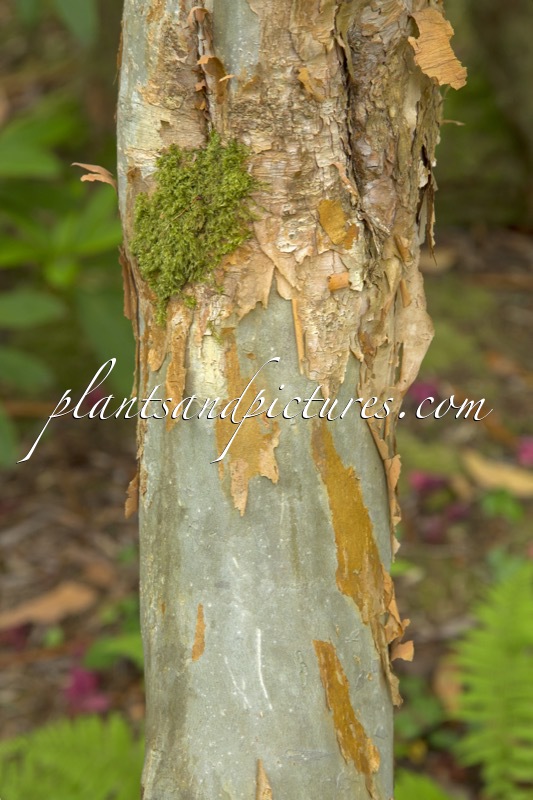 Rhododendron thomsonii