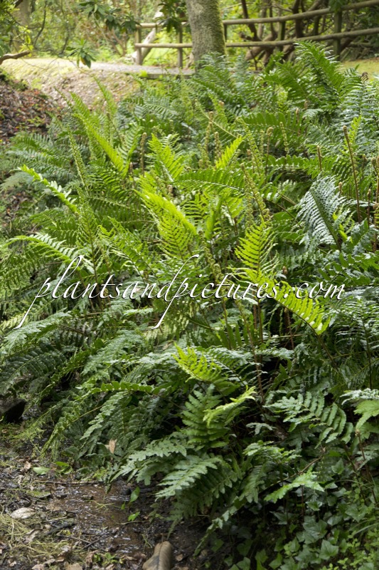 Blechnum chilensis