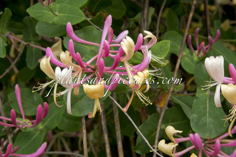 Lonicera italica