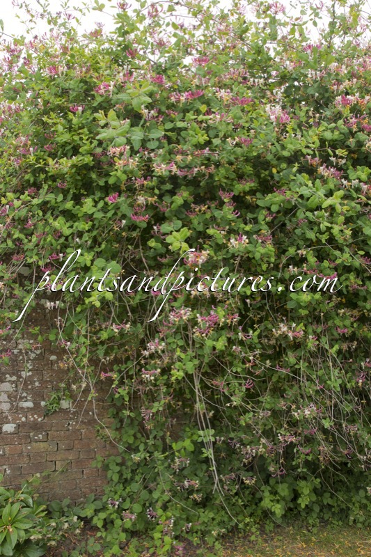 Lonicera italica