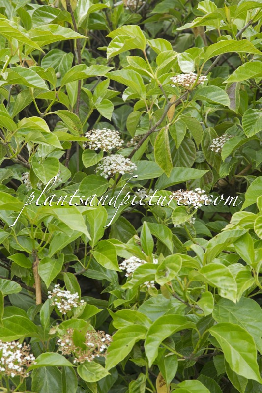 Viburnum japonicum