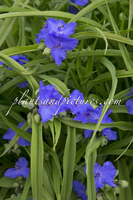 Tradescantia ‘Iris Prichard’