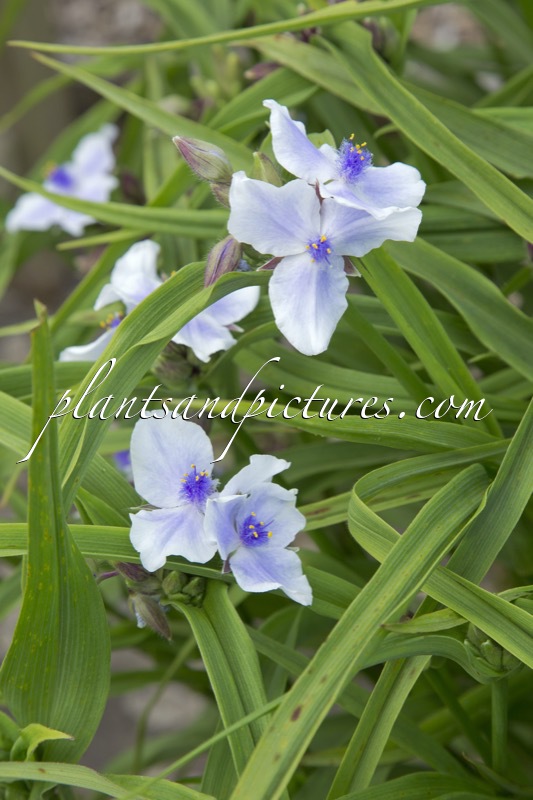 Tradescantia ‘Karminglut’