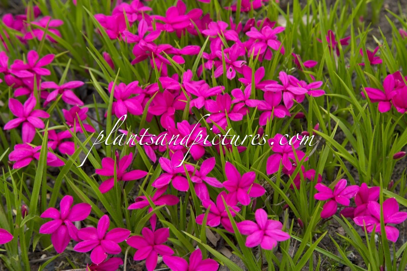 Rhodohypoxis milloides ‘Claret’