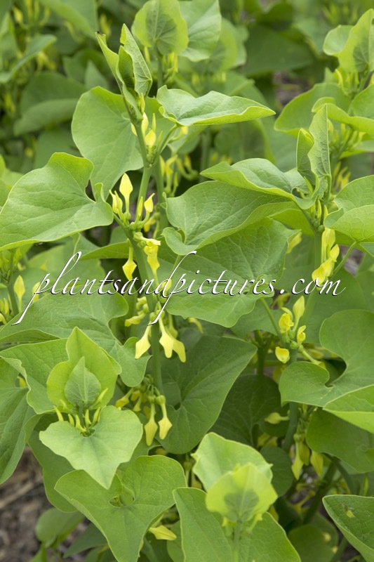 Aristolochia clematitis