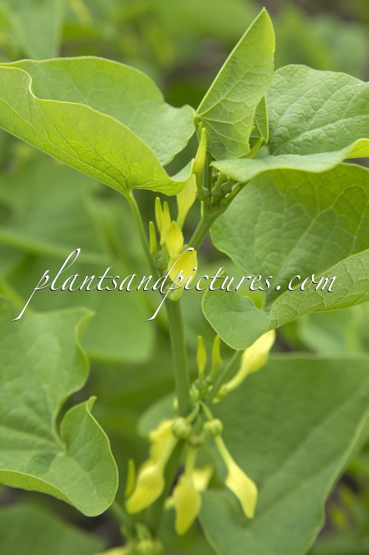 Aristolochia clematitis