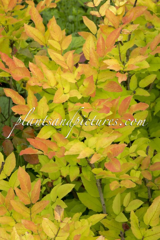 Mahonia wagneri ‘Moseri’