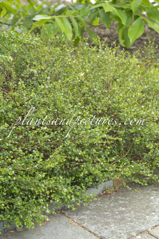 Betula nana ‘Glencarry’