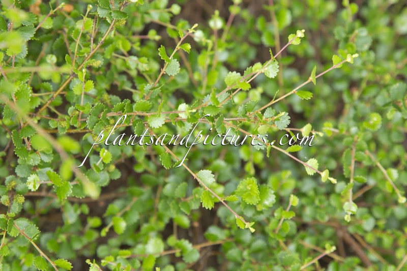Betula nana ‘Glencarry’