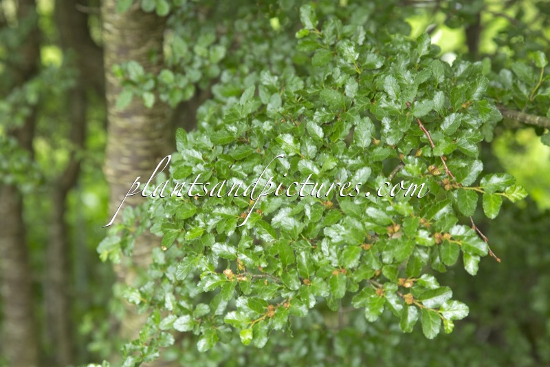 Nothofagus antarctica