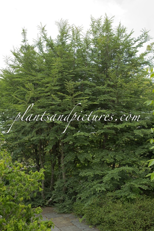 Nothofagus antarctica