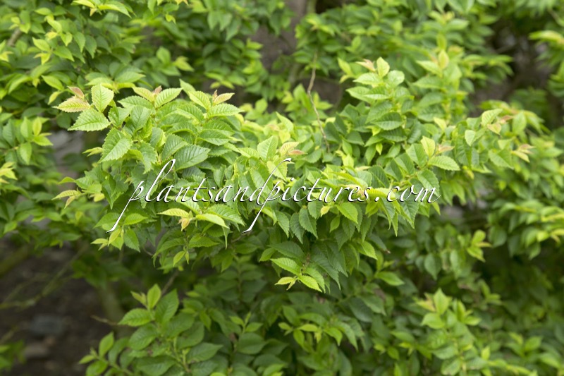 Ulmus minor ‘Jacqueline Hillier’