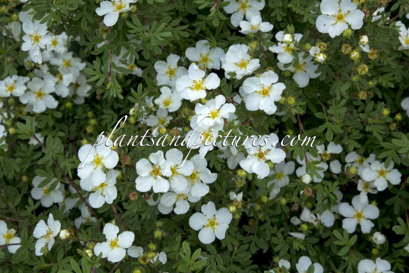Potentilla fruticosa ‘Tilford Cream’