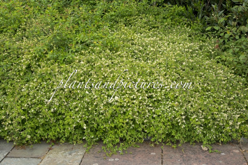 Stephanandra incisa ‘Crispa’