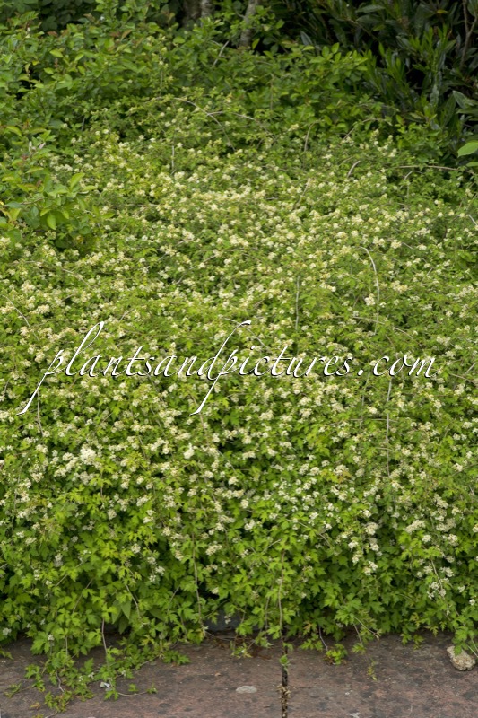 Stephanandra incisa ‘Crispa’