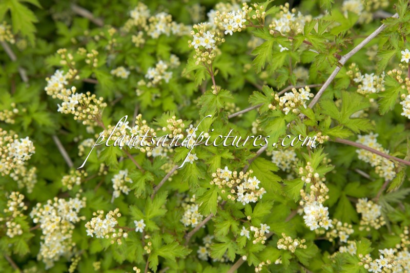 Stephanandra incisa ‘Crispa’