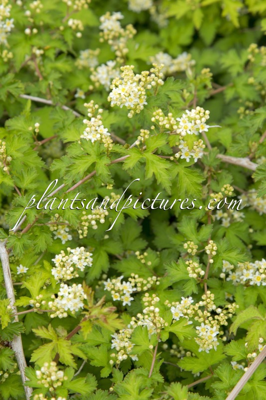 Stephanandra incisa ‘Crispa’