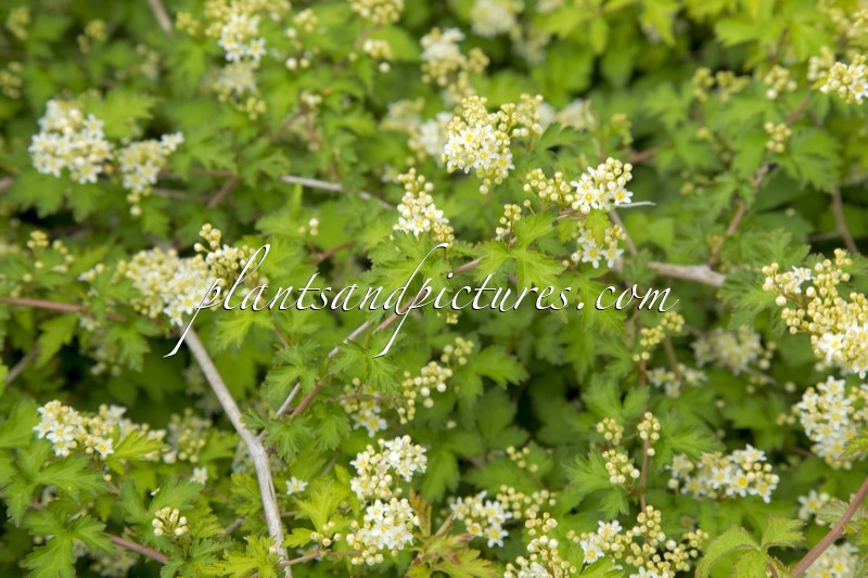 Stephanandra incisa ‘Crispa’