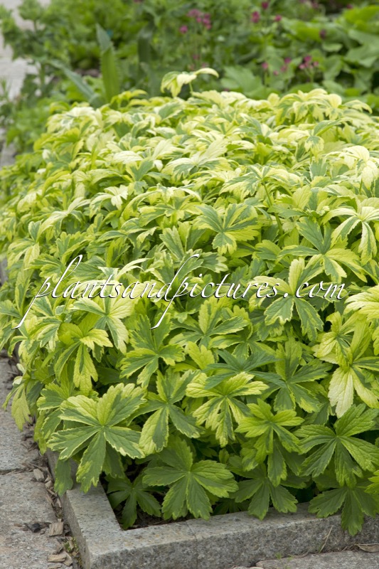 Astrantia major ‘Sunningdale Variegated’